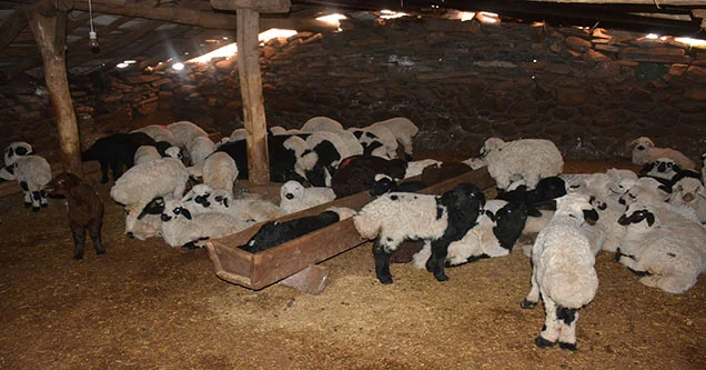 Siverek’te hatalı ilaç kullanımı 120 koyunu telef etti!