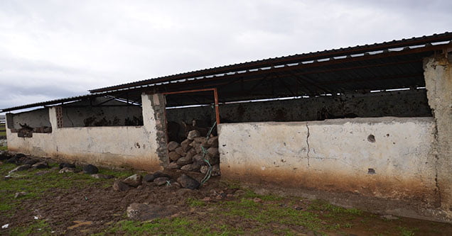 basibos-eseklere-vatandas-sahip-cikti (2)