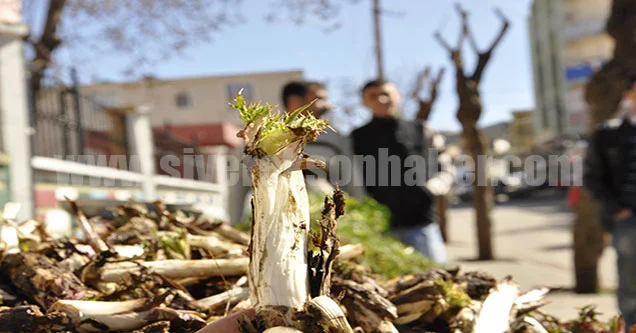 Baharın Müjdecisi Bitkiler Pazara İndi