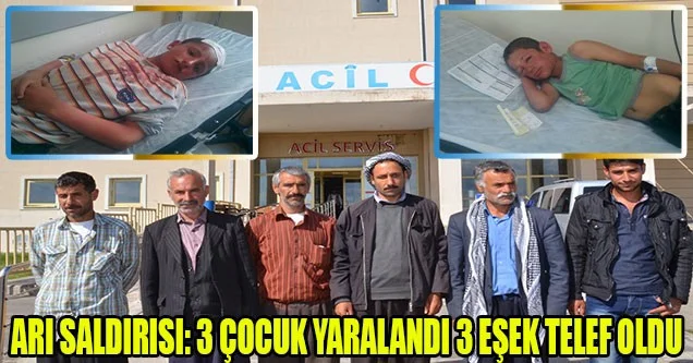 Arı Saldırısı: 3 Çocuk Yaralı, 3 Eşek Telef