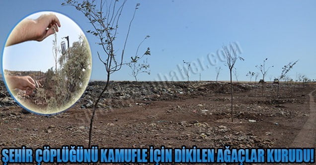 Siverek şehir çöplüğüne dikilen ağaçlar kurudu