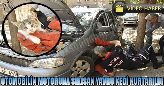 Otomobilin motoruna sıkışan yavru kedi kurtarıldı