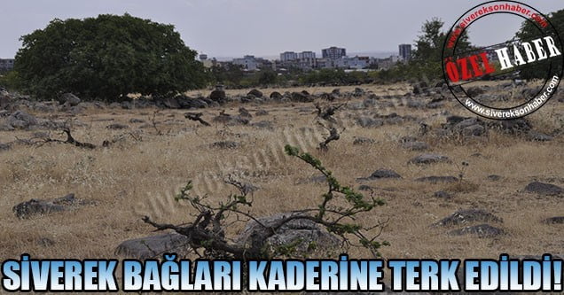 Siverek bağları kaderine terk edildi!