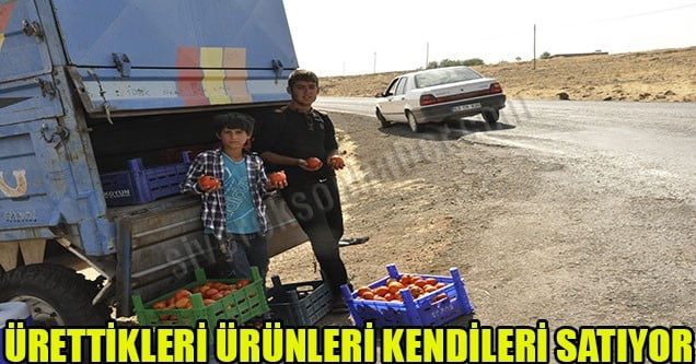 Siverekli çiftçi, ürününü tarla başında satıyor