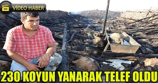 Siverek’te 230 koyun yanarak telef oldu