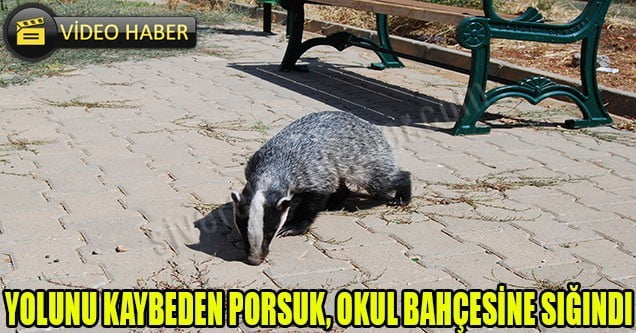 Yolunu kaybeden Porsuk okul bahçesine sığındı