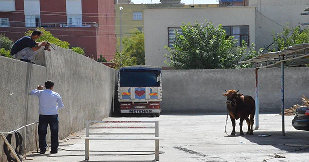 Kaçan Kurbanlık Boğa, Bayıltılarak Yakalandı