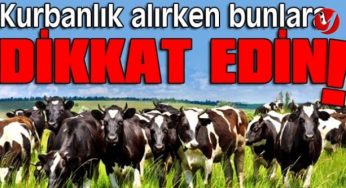 Kurbanlık alımları başladı. Nelere dikkat edilmeli?