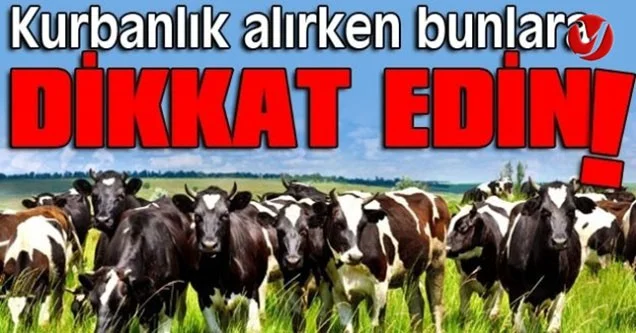 Kurbanlık alımları başladı. Nelere dikkat edilmeli?