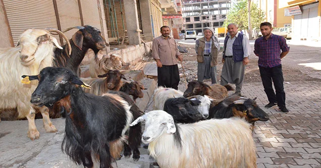 Kurbanlık hayvanların fiyatları düştü