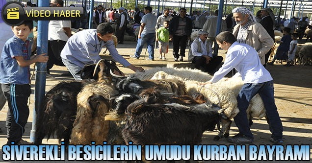 Siverekli besicilerin umudu Kurban Bayramı