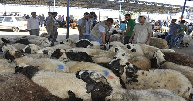 siverekli-besicilerin-umudu-kurban-bayrami (2)
