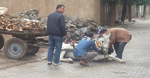 Çektiği yüke dayanamayan at, caddede yere düştü
