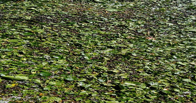 dolu-yagisi-tarim-arazilerine-zarar-verdi (2)