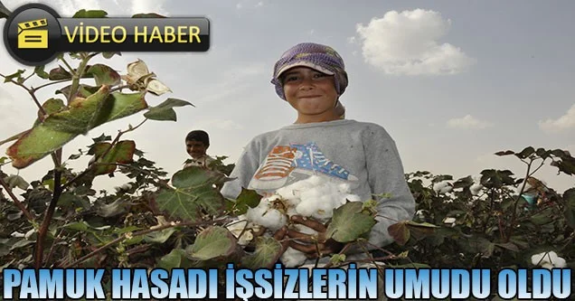 Pamuk hasadı işsizlerin umudu oldu