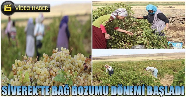 Siverek bağ bozumu sezonu başladı