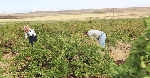 siverek-bag-bozumu-sezonu-basladi (2)