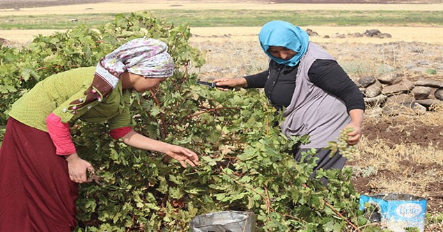 siverek-bag-bozumu-sezonu-basladi (3)