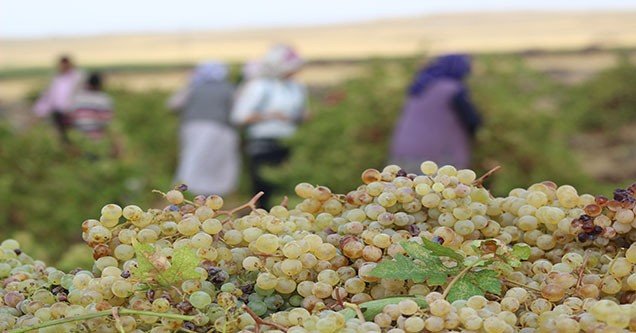siverek-bag-bozumu-sezonu-basladi (4)