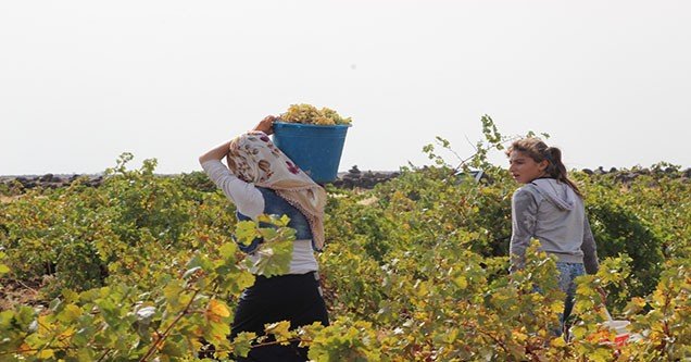 siverek-bag-bozumu-sezonu-basladi (5)