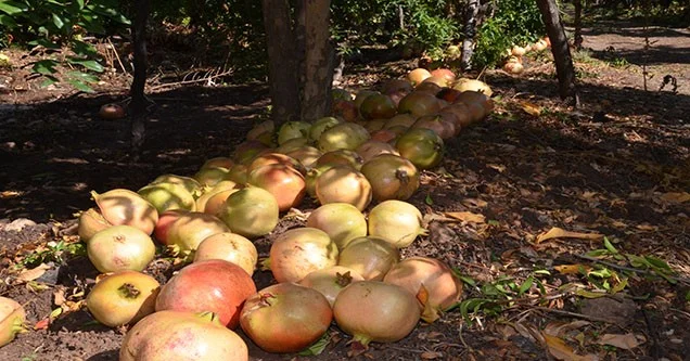 Siverekli nar üreticilerinin buruk sevinci