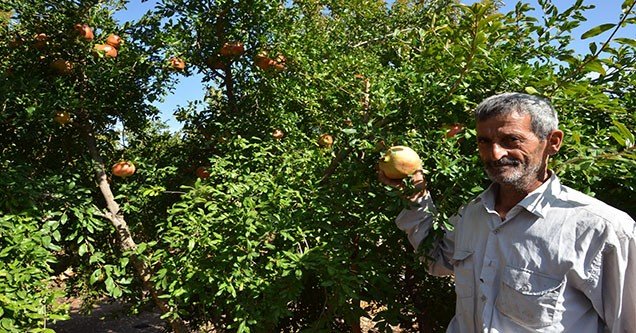 siverekli-nar-ureticilerinin-buruk-sevinci (2)