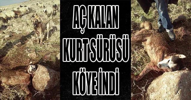 Aç kalan kurt sürüsü köye indi!