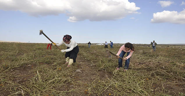 Karacadağ köylülerin kış hazırlığı