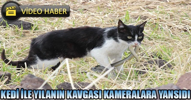 Kedi ile yılanın kavgası kameralara yansıdı