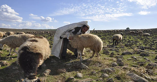Siverekli besiciler çoban sıkıntısı yaşıyorlar