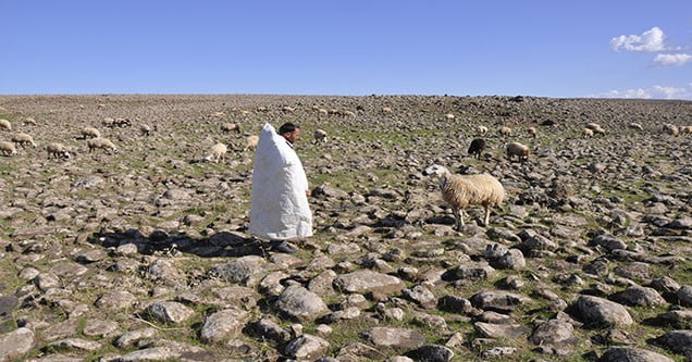 siverekli-besiciler-coban-sikintisi-yasiyorlar (2)