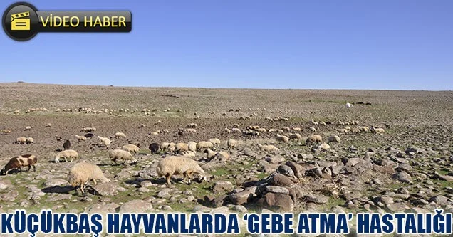 Siverek’te küçükbaş hayvanlarda gebe atma hastalığı