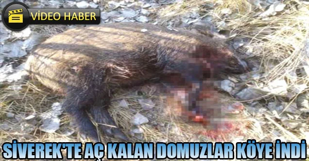 Siverek’te Aç Kalan Domuzlar Köye İndi