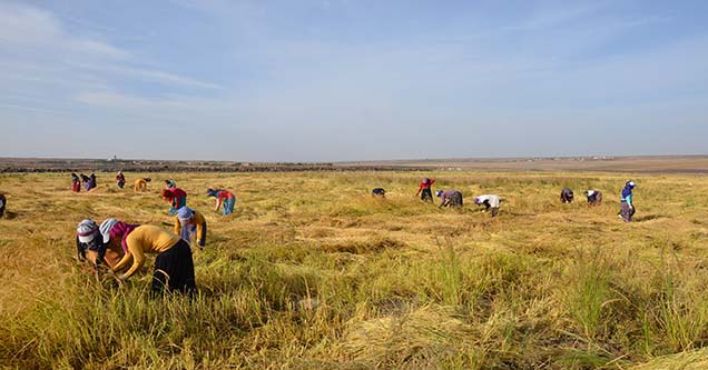 celtik-hasadi-yapiyorlar-2