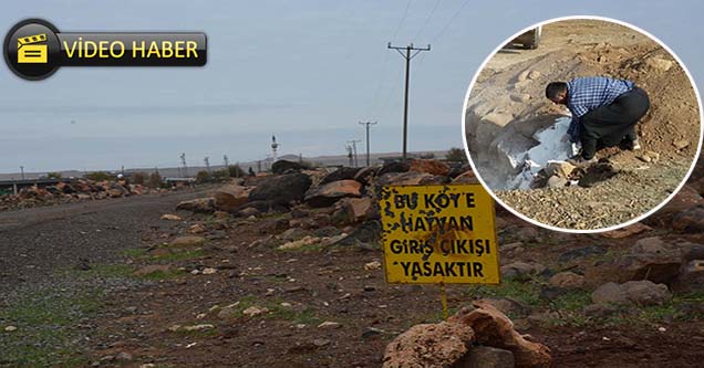 Siverek’te kuduz alarmı
