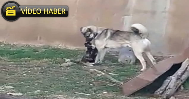 Kedi ile Köpeğin Kıskandıran Dostluğu Görenleri Şaşırtıyor