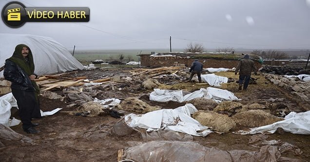 Barınak çöktü 40 hayvan telef oldu