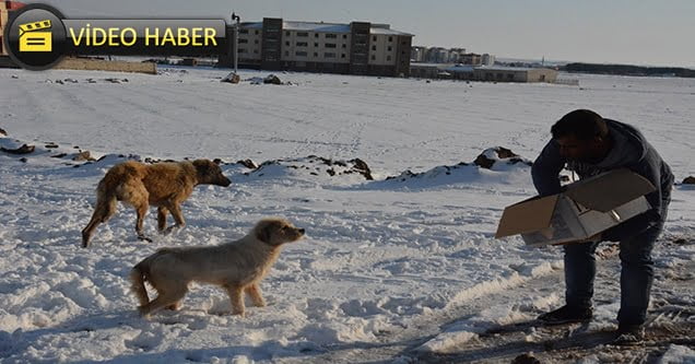 Hayvanlar için doğaya yem bırakıldı