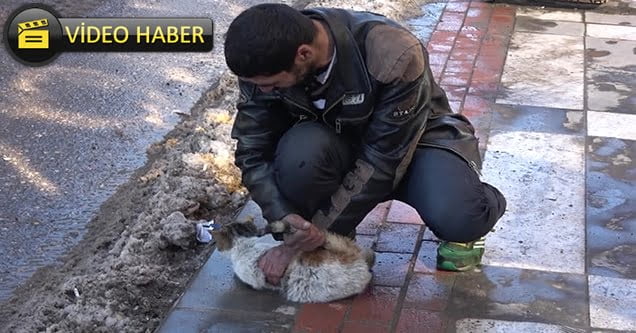 Kediyi eziyetten vatandaş kurtardı
