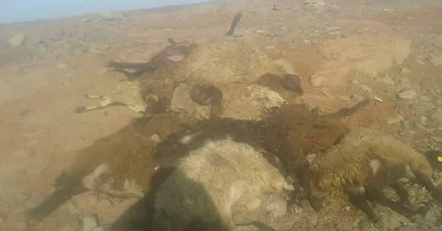 Köpekten korkan koyunlar birbirini ezdi!