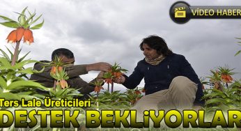 Ters lale üreticileri pazar arayışında