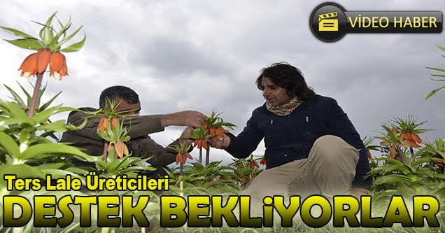 Ters lale üreticileri pazar arayışında