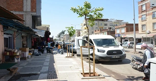 Siverek’te cadde ve bulvarlar ağaçlandırılıyor