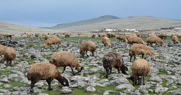 Bakanlığın 300 koyun projesi umutlandırdı
