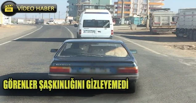Buzağıyı otomobille eve götürdü