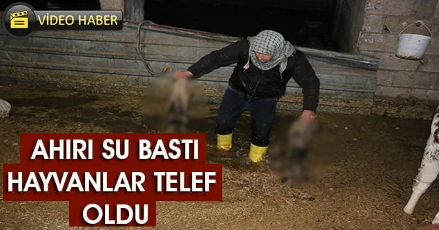 Ahırı su bastı hayvanlar telef oldu