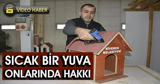 Sokak kedileri için parklara ev yerleştirildi