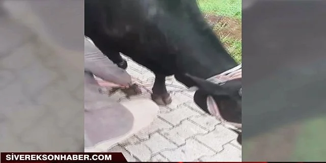 İneği boğulmaktan eski futbolcu kurtardı