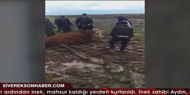 Çamurda kalan inek için seferber oldular!