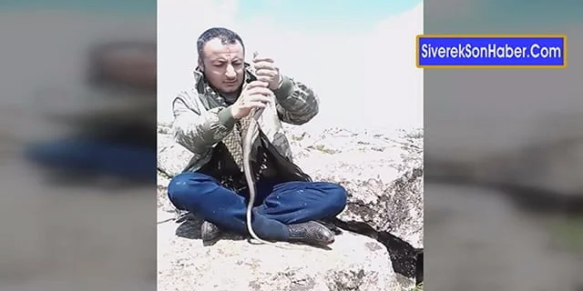Zehirli yılanla oyuncak gibi oynadı